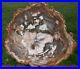 SiS_EXQUISITELY_Preserved_12_Madagascar_Petrified_Wood_Round_NICE_SLAB_01_dn