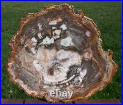 SiS EXQUISITELY Preserved 12 Madagascar Petrified Wood Round NICE SLAB