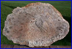 SiS EXQUISITE 10 BURMESE Petrified Palm Wood Fossil Palmoxylon from Myanmar