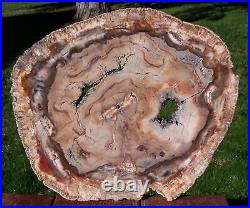 SiS EXQUISITE 14 Madagascar Petrified Wood Round PERFECT SLAB with GEODE