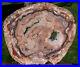 SiS_EXQUISITE_14_Madagascar_Petrified_Wood_Round_PERFECT_SLAB_with_GEODE_01_xrl