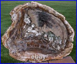 SiS EXQUISITE 16 Madagascar Petrified Wood Round SIMPLY AMAZING SLAB