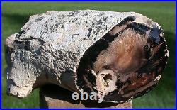 SiS EXQUISITE 3lb Parnell Canyon Petrified BEECH Wood LOG! VERY RARE & PERFECT
