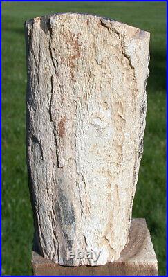 SiS EXQUISITE 3lb Parnell Canyon Petrified BEECH Wood LOG! VERY RARE & PERFECT