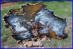 SiS EXTRAORDINARILY BEAUTIFUL Hubbard Basin Petrified Wood LOVELY BLUE Color