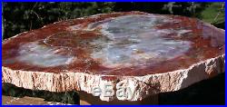 SiS EXTRAORDINARY 13 Arizona RAINBOW Petrified Wood Round GREAT COLOR