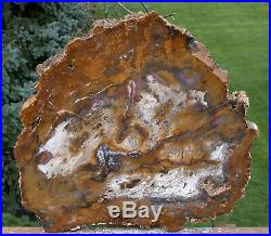 SiS EXTRAORDINARY 15 Hubbard Basin Petrified Wood Round Large & Unique Slab