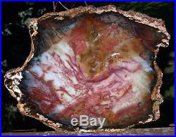 SiS EXTRAORDINARY Hubbard Basin Petrified Wood Round ABSOLUTE FINEST ANYWHERE