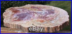 SiS EXTRAORDINARY TIE DYE 16+ Arizona RAINBOW Petrified Wood Round