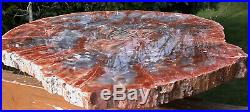 SiS EX-LRG PERFECT19 Arizona Rainbow Petrified Wood Conifer Round TABLE TOP