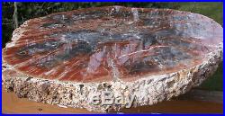 SiS EX-LRG PERFECT19 Arizona Rainbow Petrified Wood Conifer Round TABLE TOP