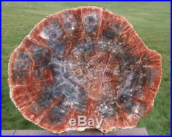 SiS EX-LRG PERFECT 19 Arizona Rainbow Petrified Wood Conifer Round TABLE TOP