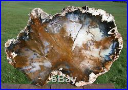 SiS FABULOUS GIANT 20 Hubbard Basin Petrified Wood Round MY BIGGEST SLAB
