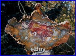 SiS FANTASTIC UNUSUAL COLOR Hubbard Basin Petrified Wood Slab Collector Piece