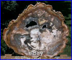 SiS FASCINATING 12 Madagascar Petrified Wood GEODE Slab VERY COOL
