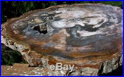 SiS FASCINATING 12 Madagascar Petrified Wood GEODE Slab VERY COOL