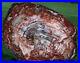 SiS_GIANT_Petrified_Wood_Table_Top_GORGEOUS_36_BOLD_RED_STRIPED_Slab_01_at
