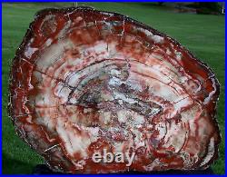 SiS GIANT Petrified Wood Table Top GORGEOUS 36 BOLD RED STRIPED Slab