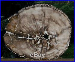 SiS GIGANTIC 17 Ultra-Rare BURMESE Petrified Wood Round from MYANMAR
