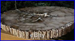SiS GIGANTIC 17 Ultra-Rare BURMESE Petrified Wood Round from MYANMAR