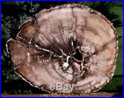SiS GIGANTIC 18 Ultra-Rare BURMESE Petrified Wood Round from MYANMAR