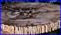 SiS GIGANTIC 18 Ultra-Rare BURMESE Petrified Wood Round from MYANMAR