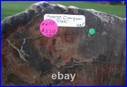 SiS GIGANTIC 21+ RARE Swartz Canyon Petrified Oak Slab ESTATE FIND