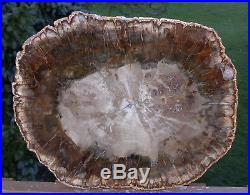 SiS GINORMOUS 17+ Madagascar Petrified Wood Round NATURAL EARTH TONES SLAB