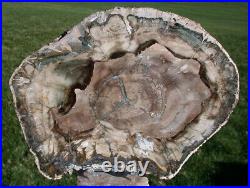 SiS GLASSY & GORGEOUS 9 Madagascar Petrified Wood Round Classic Gem Wood