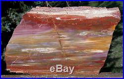 SiS GLORIOUS 12 Arizona Rainbow Petrified Wood Slab STUNNING RIP CUT PLANK