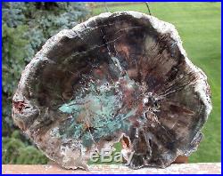 SiS GORGEOUS 10 GREEN HEART African Woodworthia Petrified Wood CRYSTAL GEODE