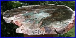 SiS GORGEOUS 10+ GREEN HEART African Woodworthia Petrified Wood CRYSTAL GEODE