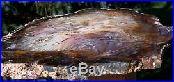 SiS GORGEOUS 12+ Hubbard Basin Petrified Wood Slab INSANE WOOD GRAINY