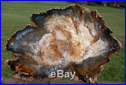SiS GORGEOUS 14 Hubbard Basin Petrified Wood Slab INSANE WOOD GRAINY