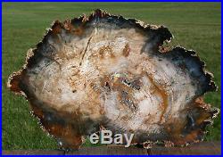 SiS GORGEOUS 14 Hubbard Basin Petrified Wood Slab INSANE WOOD GRAINY