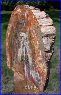 SiS GORGEOUS COLOR 11+ lb. Madagascar Petrified Wood Log Polished Sculpture