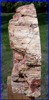SiS GORGEOUS COLOR 11+ lb. Madagascar Petrified Wood Log Polished Sculpture