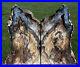 SiS_GYNORMOUS_18_lb_Hubbard_Basin_Petrified_Wood_Bookends_MY_BEST_01_xmo