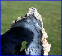 SiS GYNORMOUS 18+ lb. Hubbard Basin Petrified Wood Bookends MY BEST