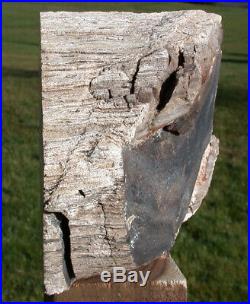 SiS Giant 7+ lb. Petrified Tree Fern Log Premium Tietea
