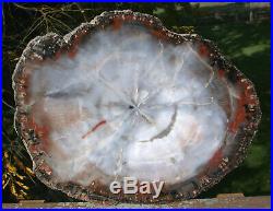 SiS Gorgeous BLUE 13 Arizona Petrified Wood Round The Other BLUE FOREST