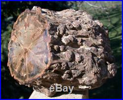 SiS HUGE 8+ lb. KNOTTED STUMP Petrified Woodworthia Log Zimbabwe, Africa