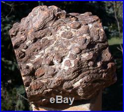 SiS HUGE 8+ lb. KNOTTED STUMP Petrified Woodworthia Log Zimbabwe, Africa