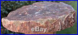 SiS HUGE 9 Petrified Wood Round DRAMATIC African WOODWORTHIA BIG HEEL CUT