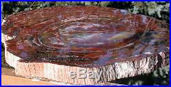SiS HUGE COLORFUL RAINBOW 21 Arizona Petrified Wood Conifer Round TABLE TOP