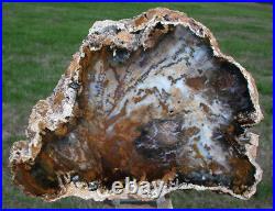 SiS HYPNOTIC 10 Hubbard Basin Petrified Wood Round GREAT WOOD GRAIN