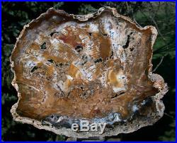 SiS HYPNOTIC 10+ Hubbard Basin Petrified Wood Round GREAT WOOD GRAIN