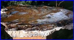 SiS HYPNOTIC 11 Hubbard Basin Petrified Wood Round GREAT WOOD GRAIN