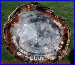 SiS HYPNOTIC 13 Arizona Petrified Wood Conifer Round OLD STOCK TREASURE