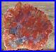 SiS_HYPNOTIC_GLOWING_RAINBOW_15_Arizona_Petrified_Wood_Slab_Fossil_Araucaria_01_iv